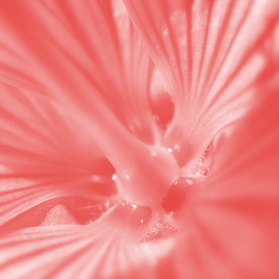 SWOP NSW and Scarlet Alliance condemn gratuitous and irresponsible reporting on sex work